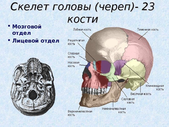 Скелет головы (череп)- 23 кости Мозговой отдел Лицевой отдел 