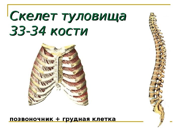 Скелет туловища 33 -34 кости позвоночник + грудная клетка 