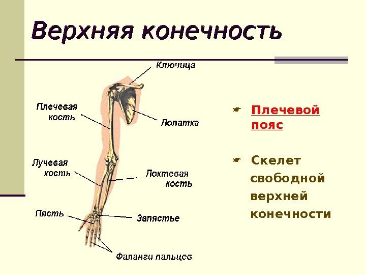 Верхняя конечность Плечевой пояс Скелет свободной верхней конечности 