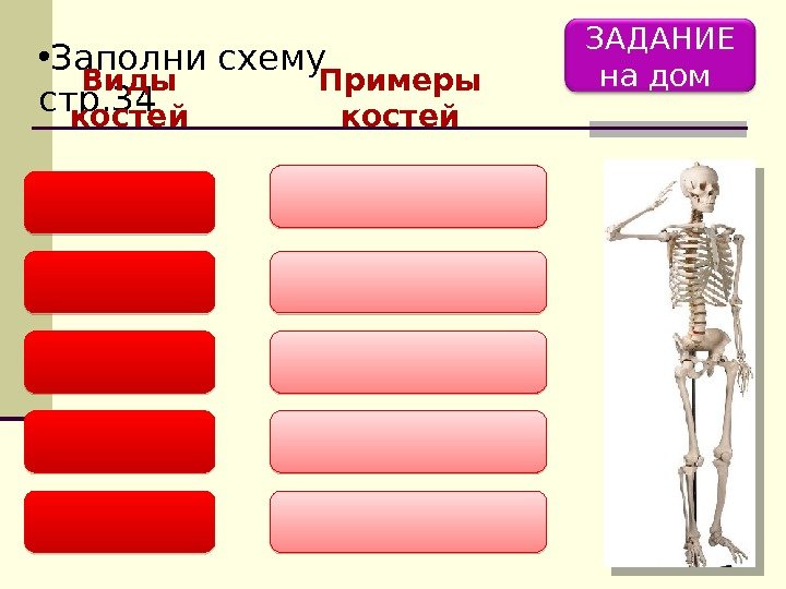 Назовите характерные черты строения скелета