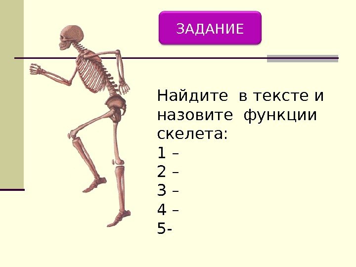 ЗАДАНИЕ Найдите в тексте и назовите функции скелета: 1 – 2 – 3 –