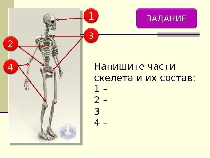 ЗАДАНИЕ Напишите части скелета и их состав: 1 – 2 – 3 – 4