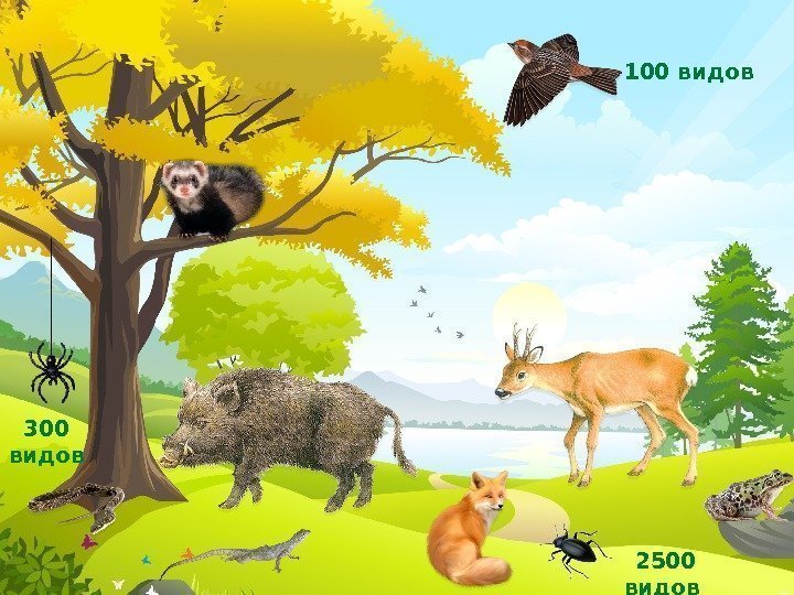  100 видов  300 видов  2500 видов  