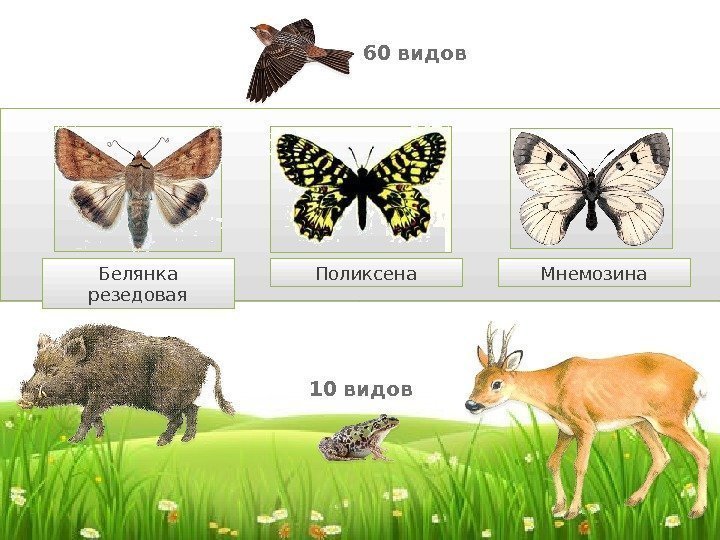  60 видов  10 видов. Белянка резедовая Поликсена Мнемозина 