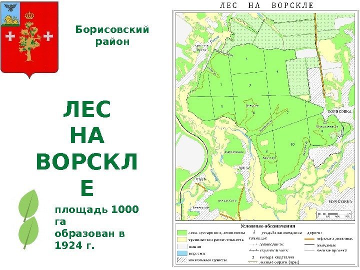 ЛЕС НА ВОРСКЛ Е площадь 1000 га Борисовский район образован в 1924 г. 