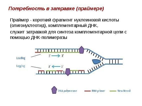 Потребность в затравке (праймере) Праймер - короткий фрагмент нуклеиновой кислоты (олигонуклеотид), комплементарный ДНК, 