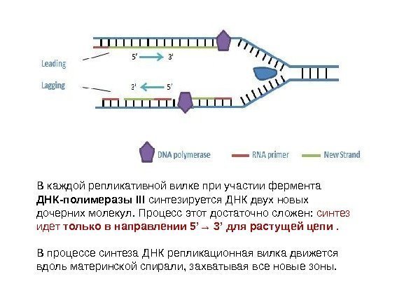 В каждой репликативной вилке при участии фермента ДНК-полимеразы III синтезируется ДНК двух новых дочерних