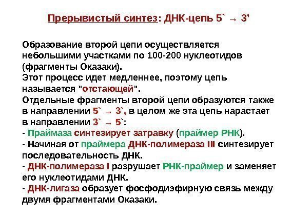 Образование второй цепи  осуществляется небольшими участками по 100 -200  нуклеотидов (фрагменты Оказаки).