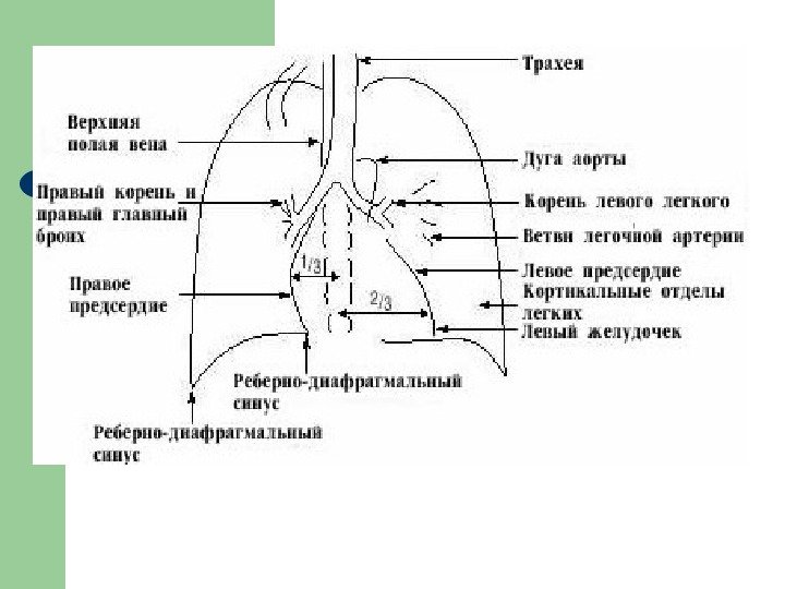 Плащевой отдел легкого на картинке