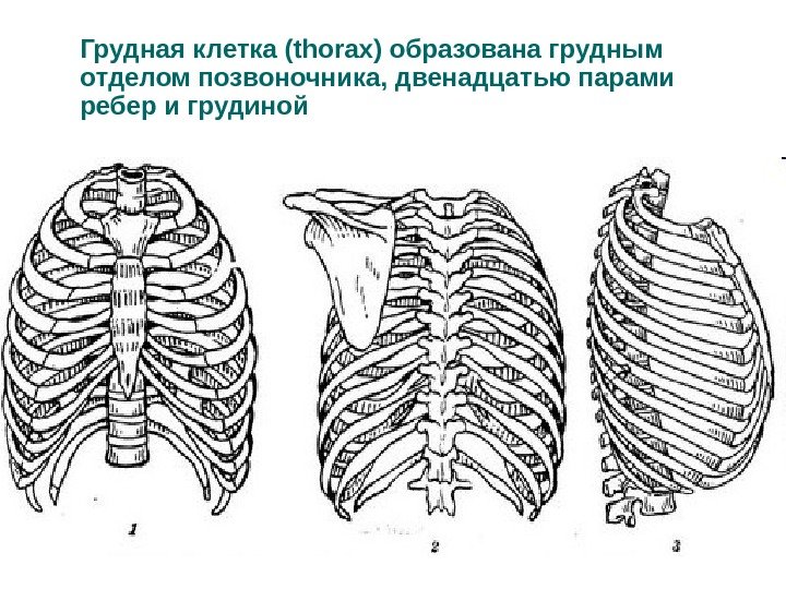Грудная клетка (thorax) образована грудным отделом позвоночника, двенадцатью парами ребер и грудиной 