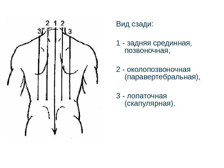Вид сзади: 1 - задняя срединная,  позвоночная, 2 - околопозвоночная (паравертебральная), 3 -