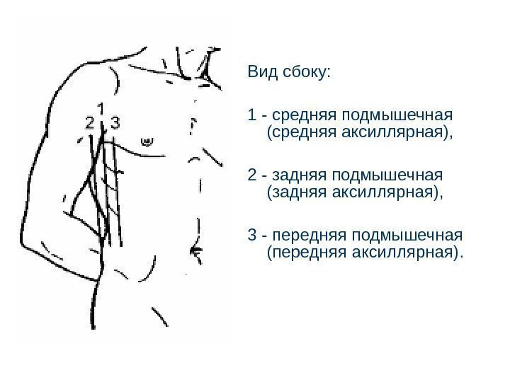 Вид сбоку: 1 - средняя подмышечная (средняя аксиллярная), 2 - задняя подмышечная (задняя аксиллярная),