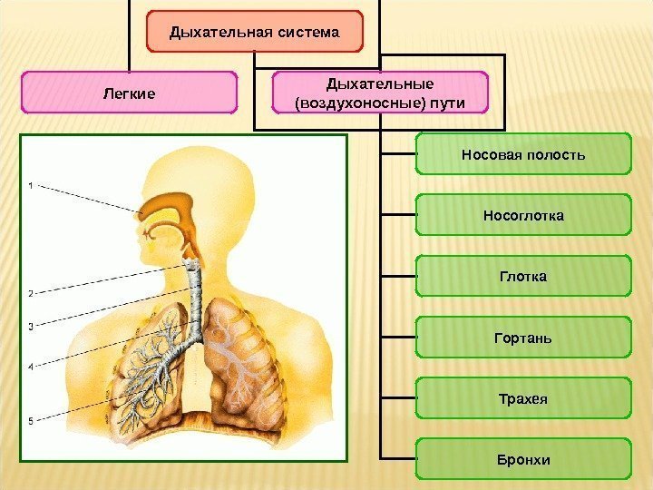Дыхательная система Легкие Дыхательные (воздухоносные) пути Носовая полость Носоглотка Гортань Трахея Бронхи  