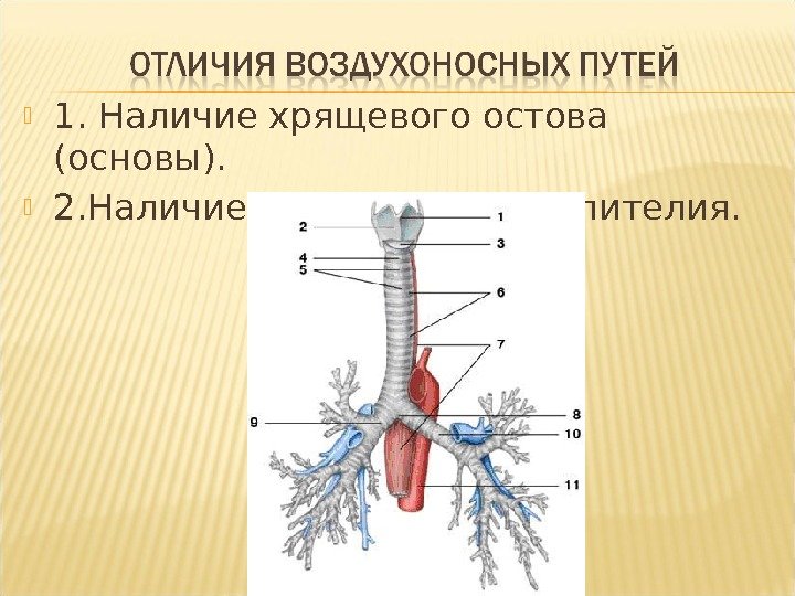 Воздухоносную функцию выполняет. Дыхательная система: воздухоносные…. Воздухоносные пути дыхательной системы человека. Воздухоносные пути анатомия. Схема воздухоносных путей.