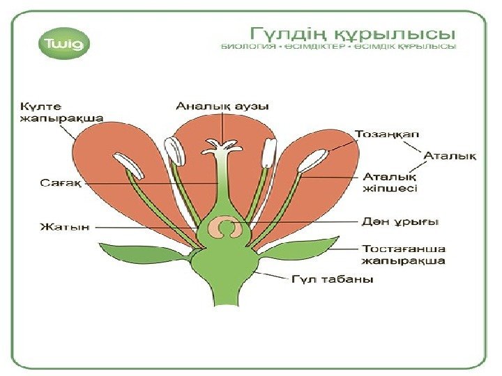 Гүлдің құрылысы. Гүлдің құрылысы презентация. Тозаңқап суреті.