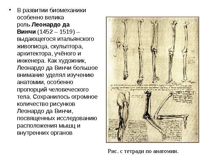  • В развитии биомеханики особенно велика роль Леонардода Винчи (1452 – 1519) –