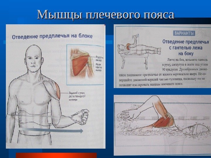   Мышцы плечевого пояса 