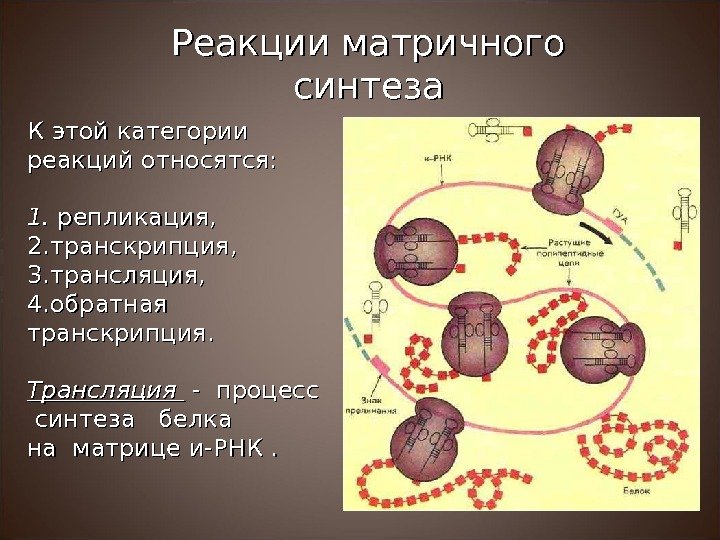 К этой категории реакций относятся: 1. 1. репликация, 2. 2. транскрипция,  3. 3.