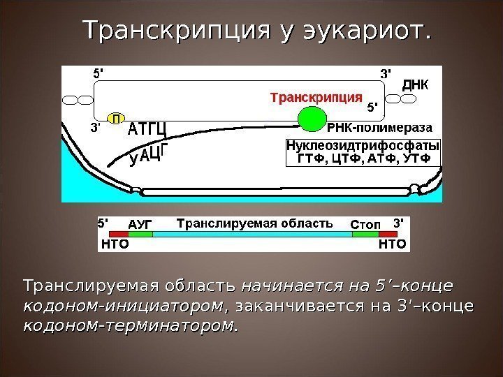 Транслируемая область начинается на 5 ’’ –конце кодоном-инициатором , заканчивается на 3 ’’ –конце