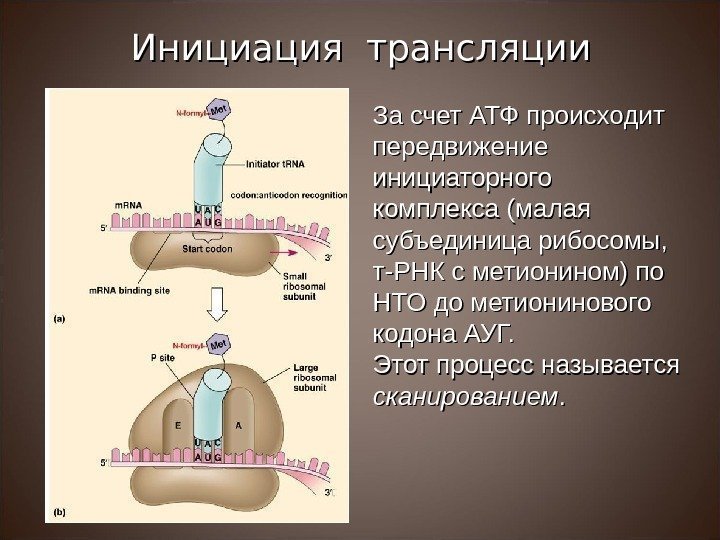 За счет АТФ происходит передвижение инициаторного комплекса (малая субъединица рибосомы,  т-РНК с метионином)