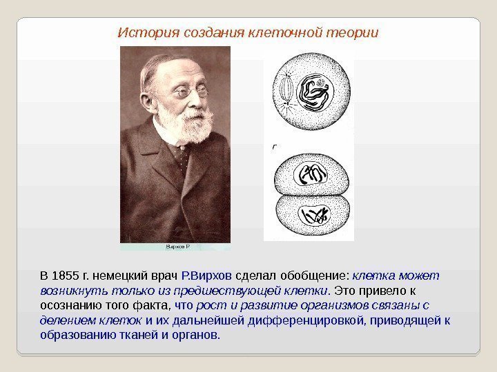 В 1855 г. немецкий врач Р. Вирхов сделал обобщение:  клетка может возникнуть только