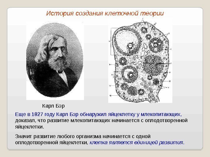 Карл Бэр Еще в 1827 году Карл Бэр обнаружил яйцеклетку у млекопитающих,  доказал,