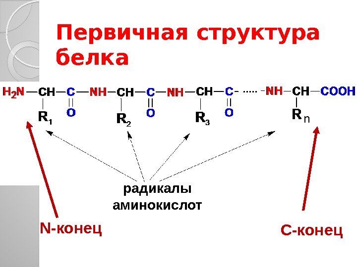Первичная структура белка n N-конец С-конецрадикалы аминокислот  