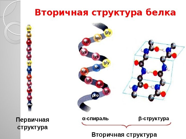 Вторичная структура белка Первичная структура α-спираль     β-структура Вторичная структура 