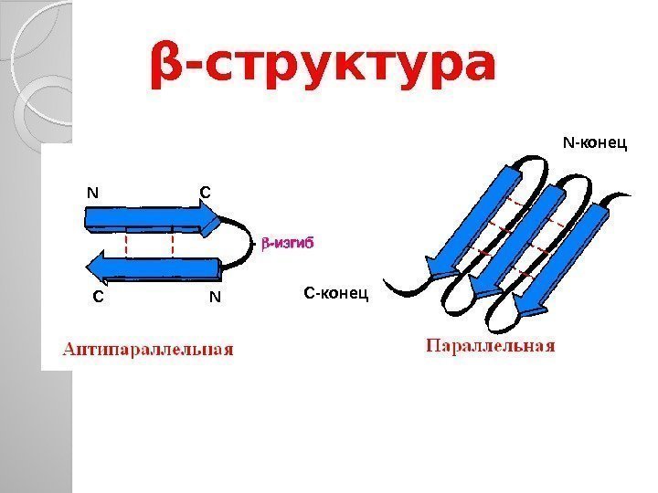 β-структура С-конец N     C C    N 