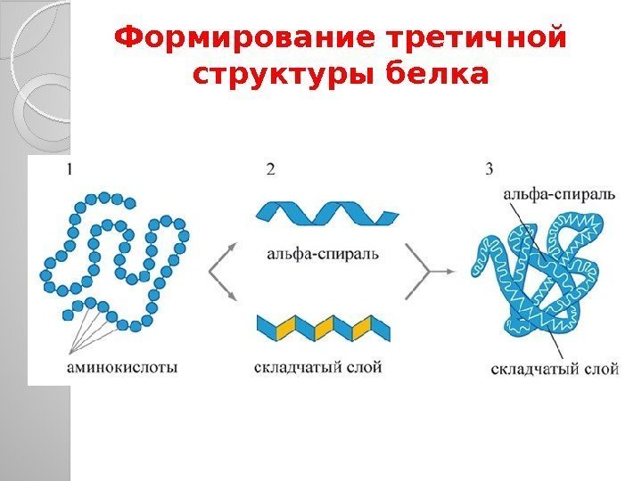 Формирование третичной структуры белка  