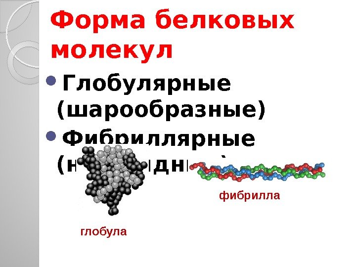 Форма белковых молекул Глобулярные (шарообразные) Фибриллярные (нитевидные) глобула фибрилла  