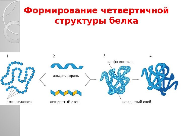 Формирование четвертичной структуры белка  