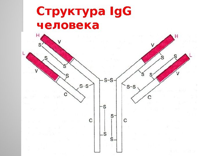 Структура Ig. G человека  