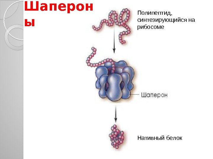 Шаперон ы Полипептид,  синтезирующийся на рибосоме Нативный белок  