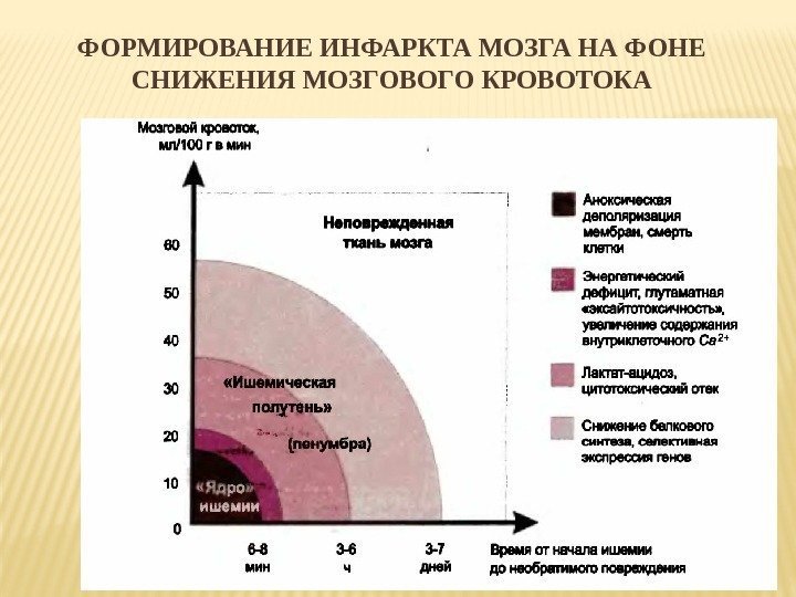 ФОРМИРОВАНИЕ ИНФАРКТА МОЗГА НА ФОНЕ СНИЖЕНИЯ МОЗГОВОГО КРОВОТОКА 