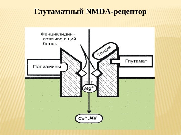 Глутаматный NMDA-рецептор 