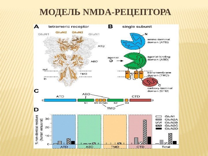 МОДЕЛЬ NMDA-РЕЦЕПТОРА 