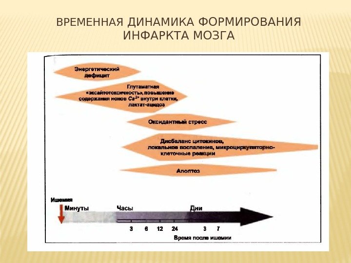 ВРЕМЕННАЯ  ДИНАМИКА ФОРМИРОВАНИЯ ИНФАРКТА МОЗГА 