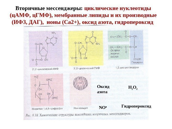 Вторичные мессенджеры:  циклические нуклеотиды (ц. АМФ, ц. ГМФ), мембранные липиды и их производные