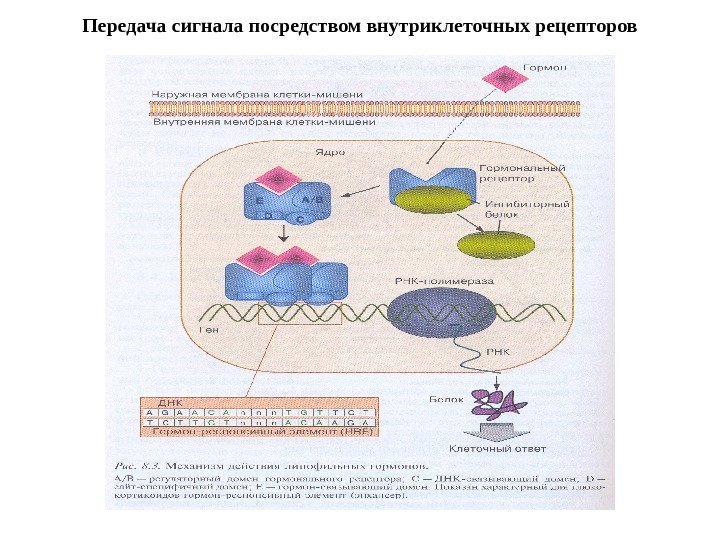 Передача сигнала посредством внутриклеточных рецепторов 