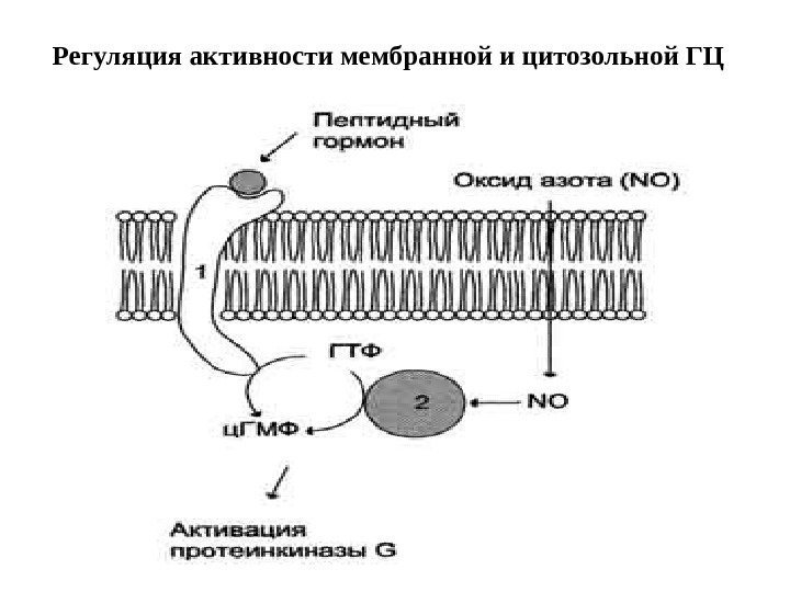 Регуляция активности мембранной и цитозольной ГЦ 