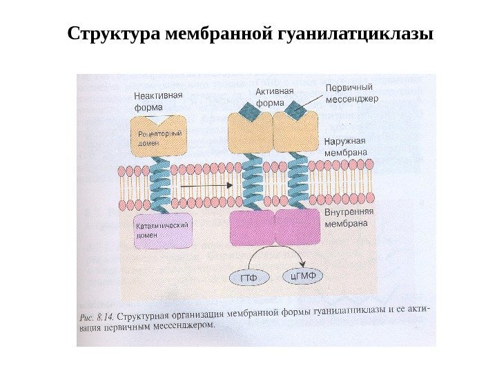 Структура мембранной гуанилатциклазы 