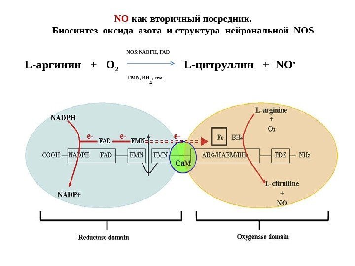 NO как вторичный посредник. Биосинтез оксида азота и структура нейрональной NOS FMN, ВH 4