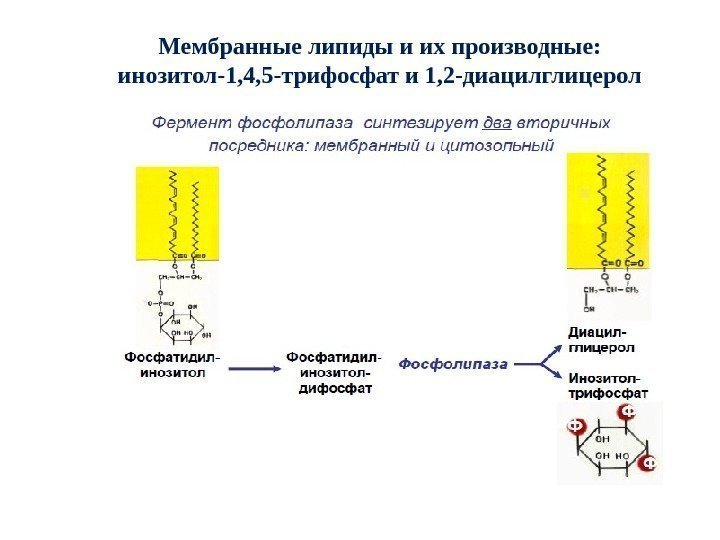 Мембранные липиды и их производные:  инозитол-1, 4, 5 -трифосфат и 1, 2 -диацилглицерол