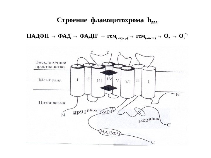 Строение флавоцитохрома b 558 НАДФН → ФАДН •  → гем (внутр) → гем