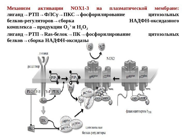 Механизм активации NOX 1 -3 на плазматической мембране:  лиганд→РТП→ФЛСγ→ПКС→фосфорилирование цитозольных белков-регуляторов→сборка НАДФН-оксидазного комплекса→продукция