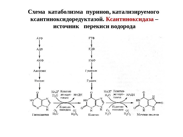 Схема катаболизма пуринов, катализируемого  ксантиноксидоредуктазой.  Ксантиноксидаза – источник  перекиси водорода 