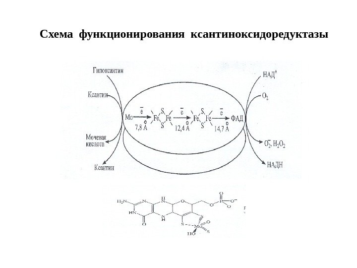 Схема функционирования ксантиноксидоредуктазы 