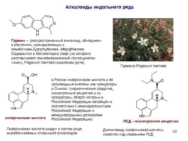 10 Алкалоиды индольного ряда Гармин — распространенный алкалоид, обнаружен в растениях, принадлежащих к семействам