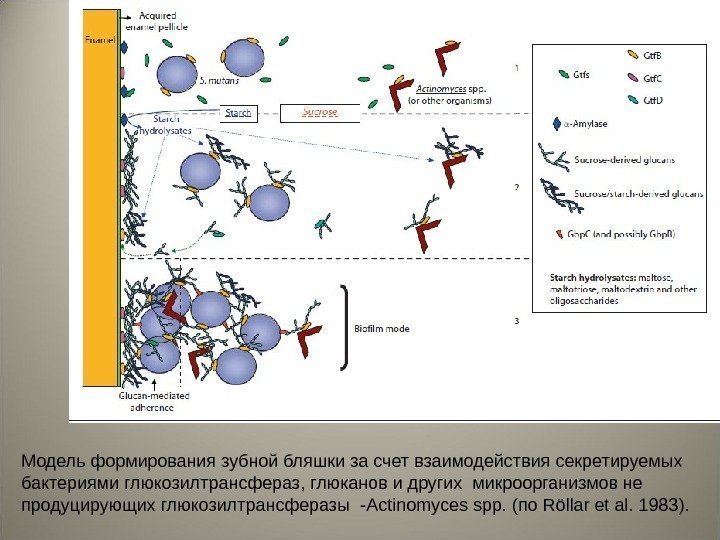 Модель формирования зубной бляшки за счет взаимодействия секретируемых бактериями глюкозилтрансфераз ,  глюканов и